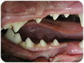 Canine Teeth in Good Shape