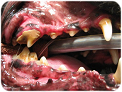 Canine Teeth with moderate gingivitus