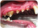 Canine Teeth with mild gingivitus