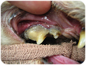 Canine Teeth with severe gingivitus