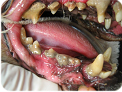 Canine Teeth with established periodontal desease