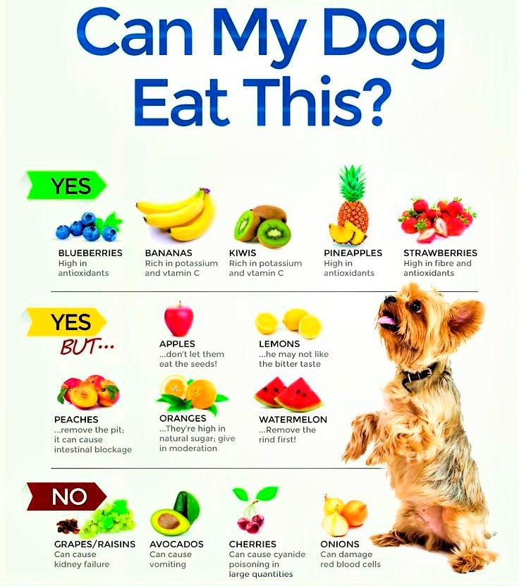 safe pet foods