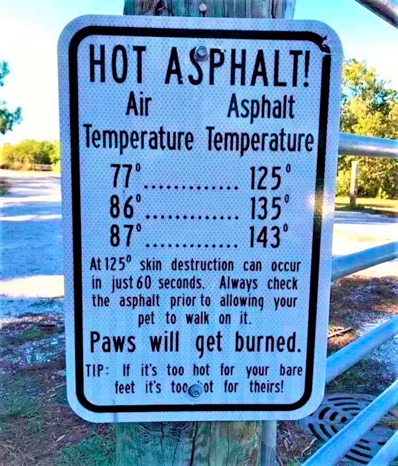 Pets on hot asphalt