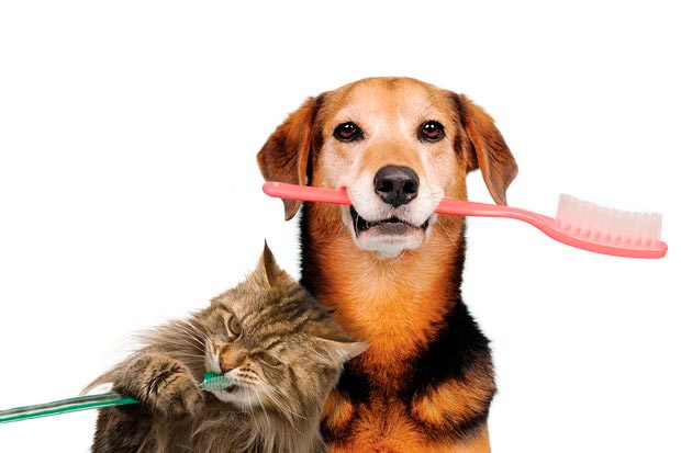 cat and dog with toothbrushes