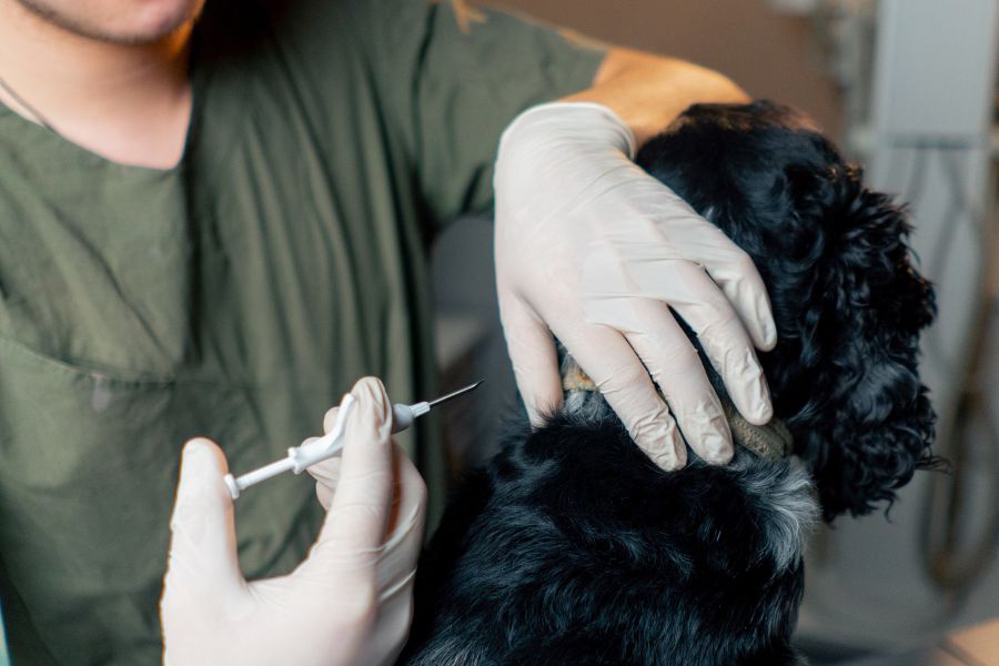Dog Core Vaccination