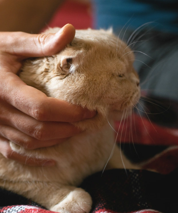 Close-up of a person gently petting a cream-colored cat's head with folded ears
